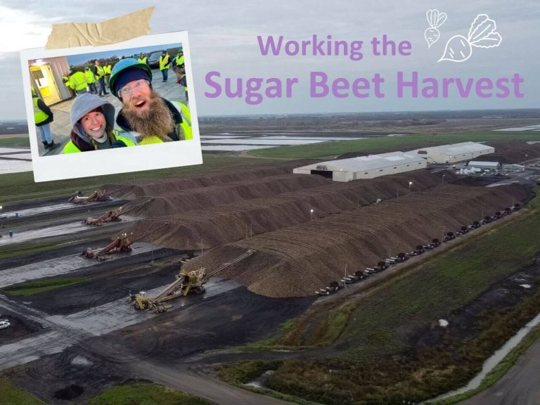 Four 1/4 mile long sugar beet piles and a polaroid of a van life couple working the sugar beet harvest.