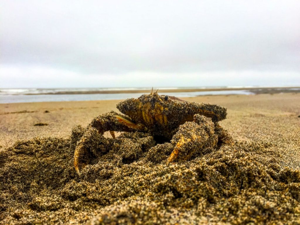 A crab on the beach in Oregon.
