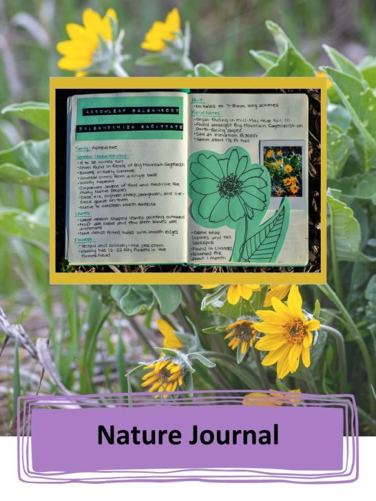 Nature journal about arrowleaf balsomroot with the flower image behind it.