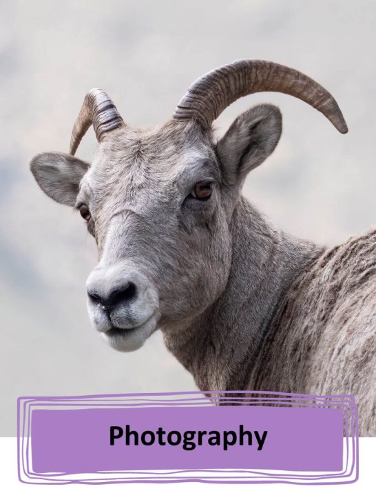 Bighorn sheep ewe photo.