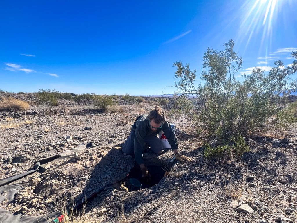 Digging a hole for a food cache in the desert