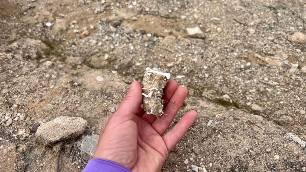 Hand holding an owl pellet with small rodent bones.