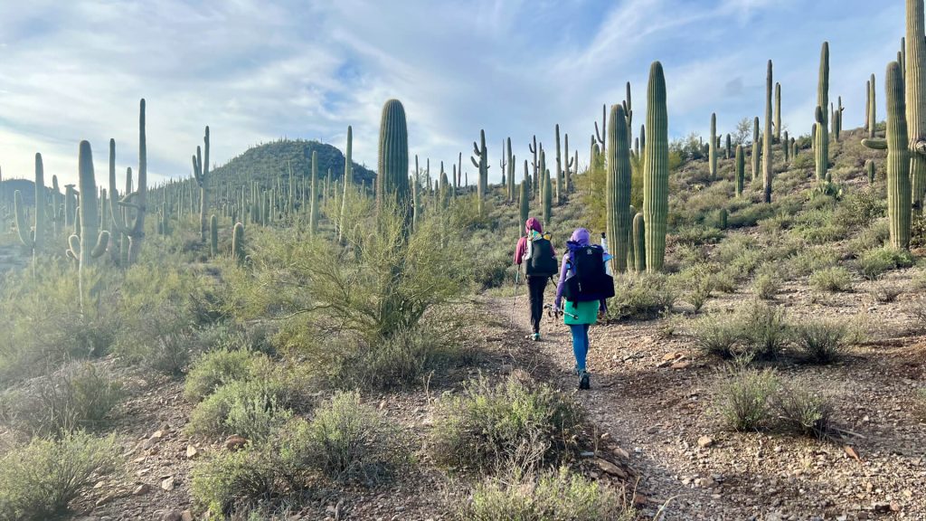Two hikers in Saguaro National Park East on a trail surrounded by saguaro cacti.