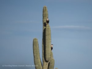 DWTH Day 15: OMFG We Saw 2 Crested Caracaras!