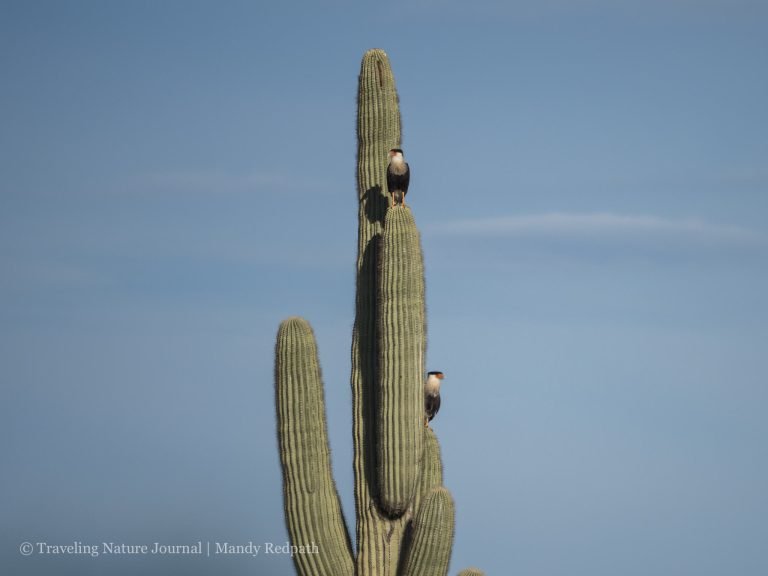 DWTH Day 15: OMFG We Saw 2 Crested Caracaras!