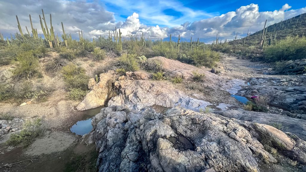 Tinajas: water caught in rocks in the desert.