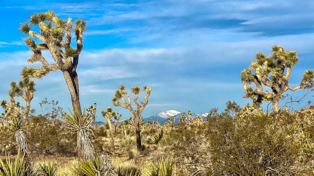 Joshua Tree National Park on the Desert Winter Thru-Hiker