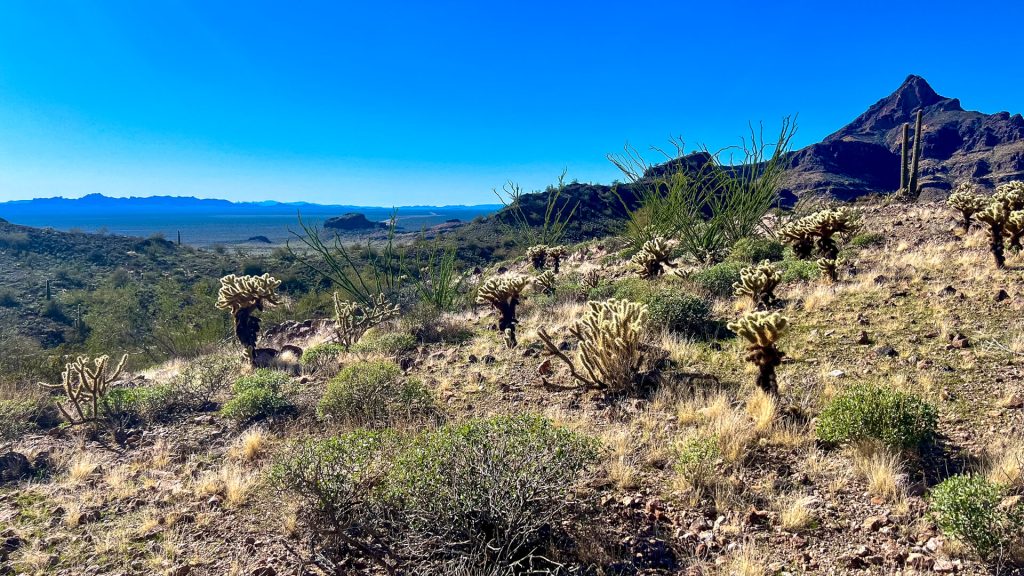 A classic Sonoran Desert view