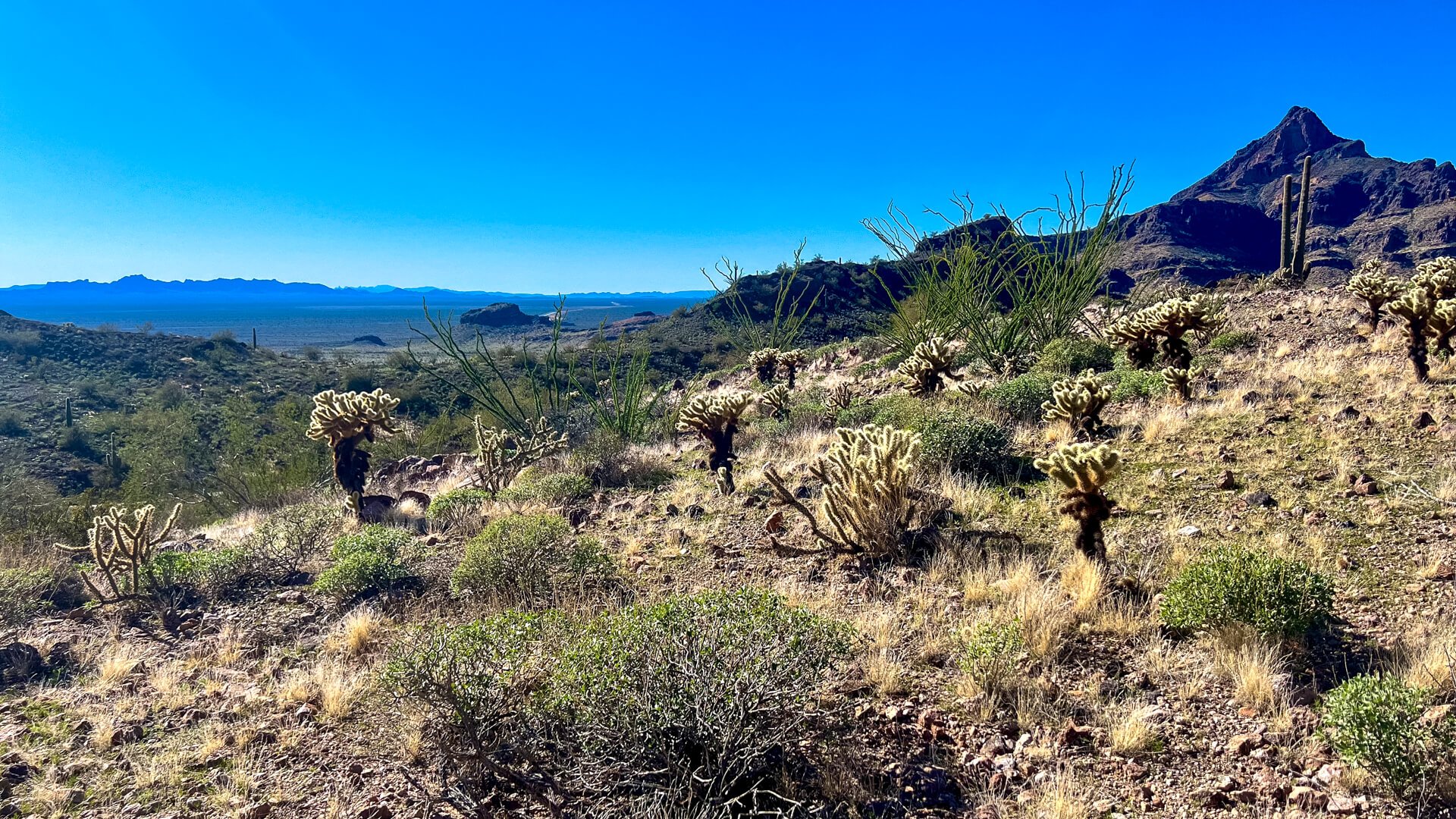 A classic Sonoran Desert view