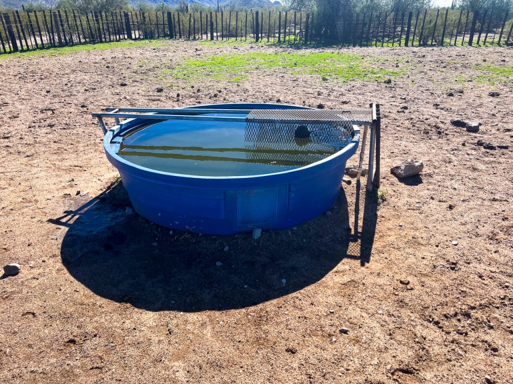 A typical desert hiking water source: a cow trough with a float valve.