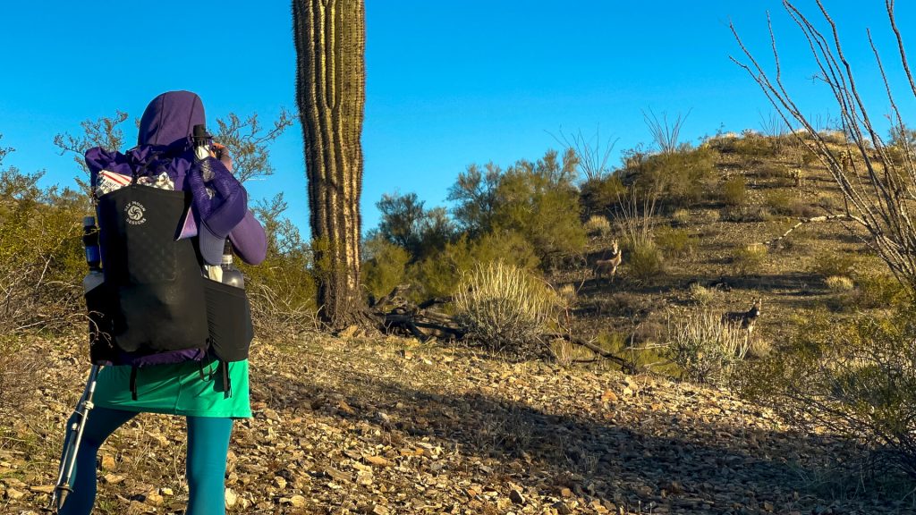 Woman thru-hiker taking photos of Wild Burros.