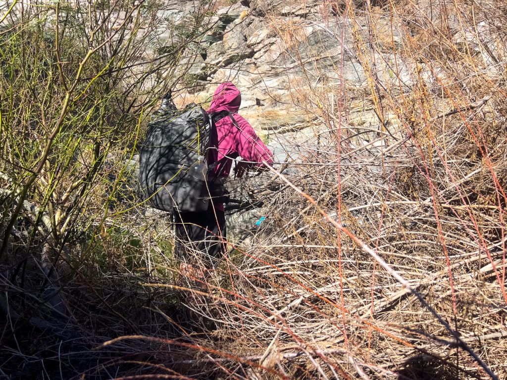 Thru-hiker bushwhacking through a thicket.