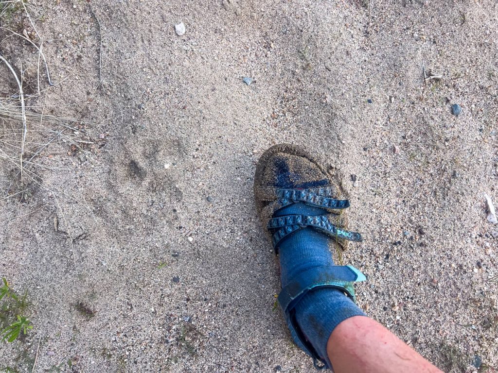 Woman's sandaled foot in the sand with a mountain lion track.