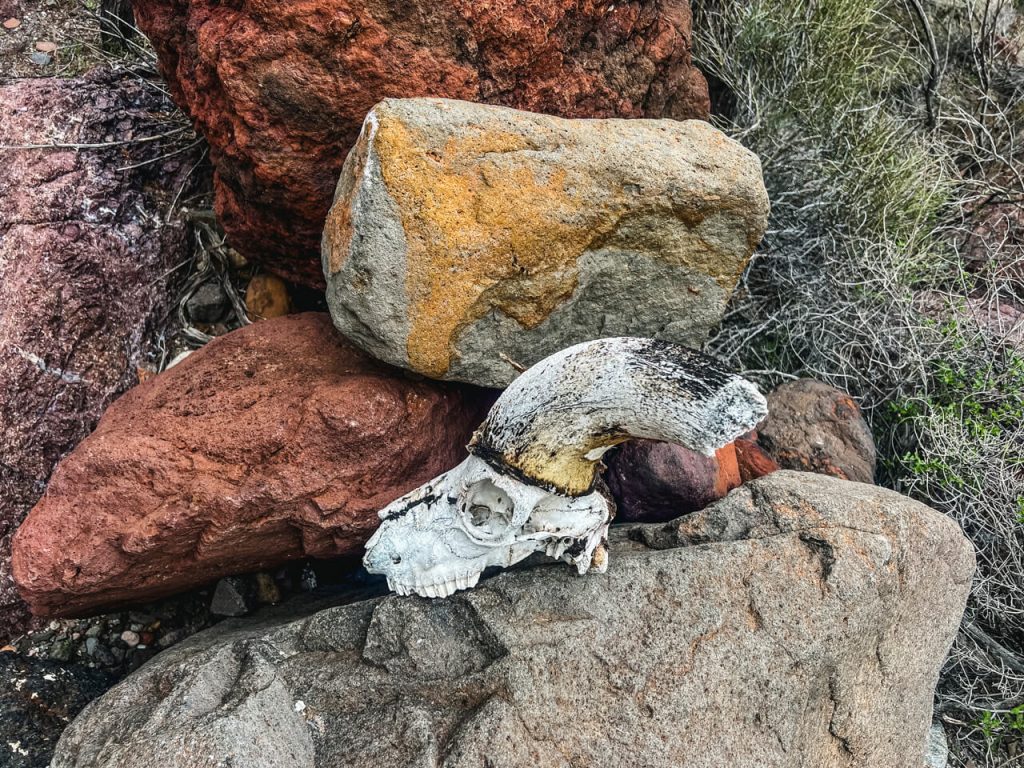 A bighorn sheep skull.