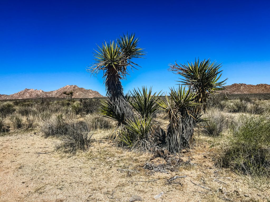 A mojave yucca in the desert of southern California.