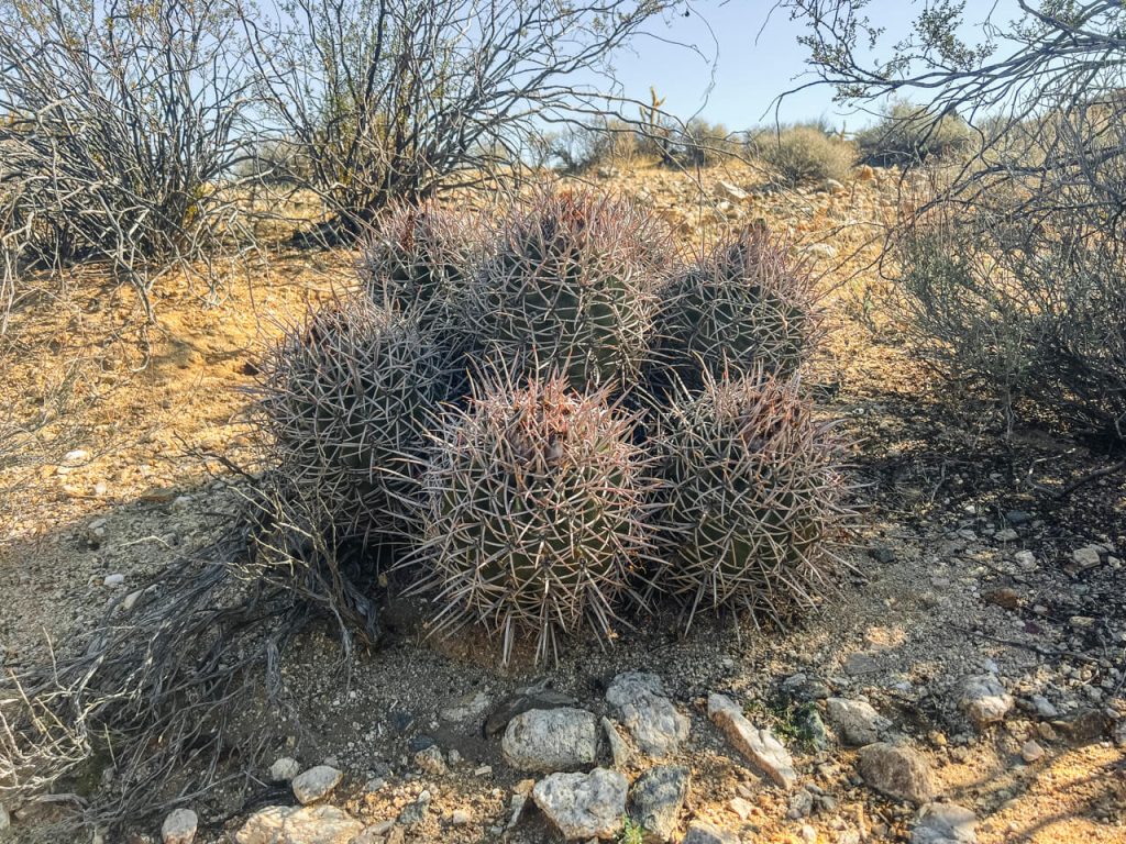 Morning cottontop cactus.