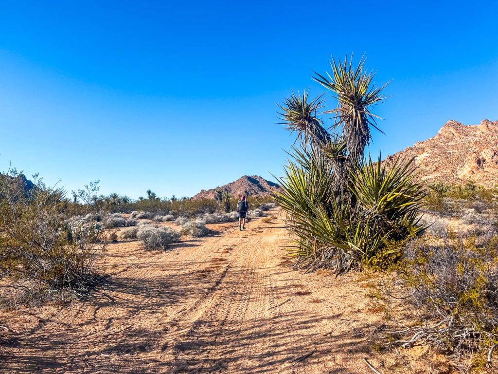 Walking in the southern California Mojave desert with a large Mojave Yucca.