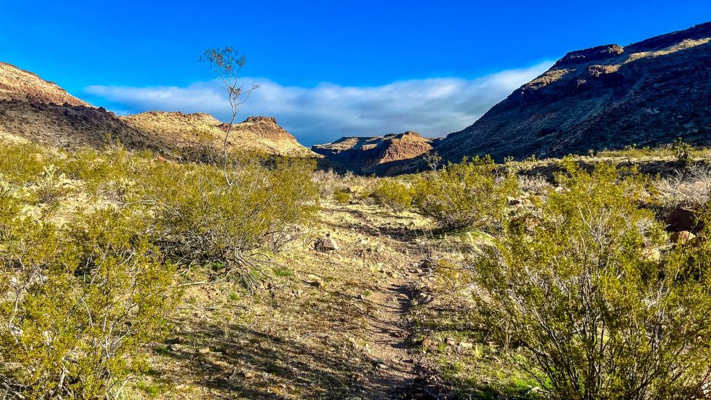 A cow path through the Mojave Desert.