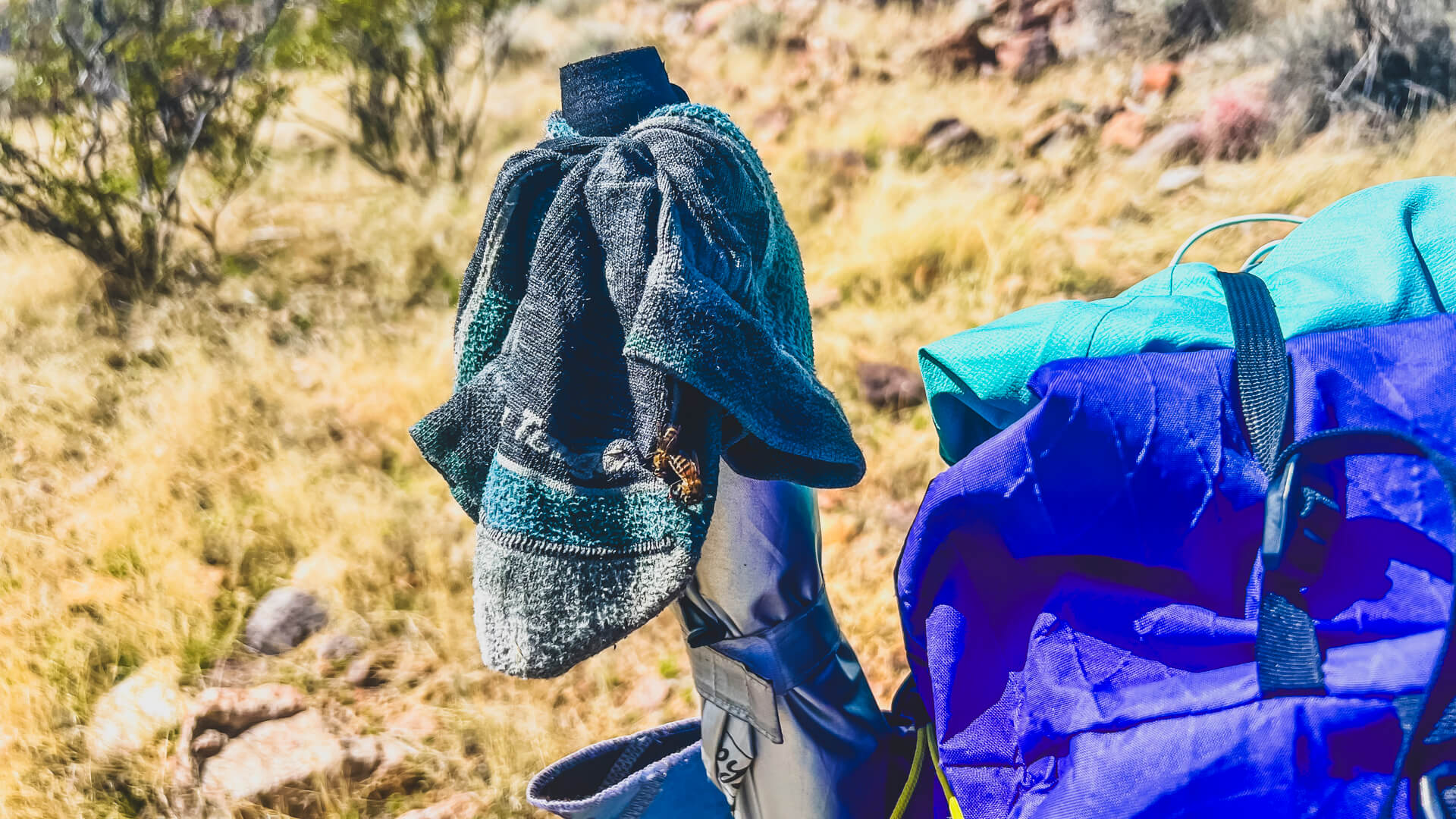 Bees attracted to the water on the freshly rinsed socks hanging from an umbrella on the side of a backpack.