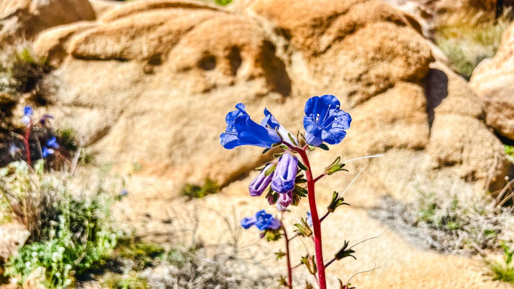 Desert Bluebell wildflowers in the Mojave Desert.
