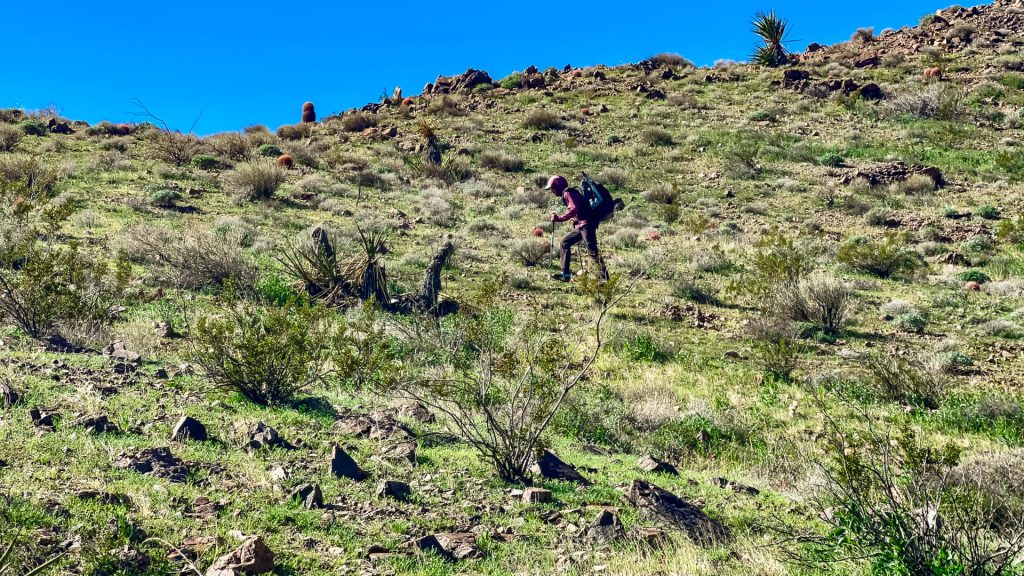 A thru-hiker hiking uphill off-trail to circumnavigate and respect private property.