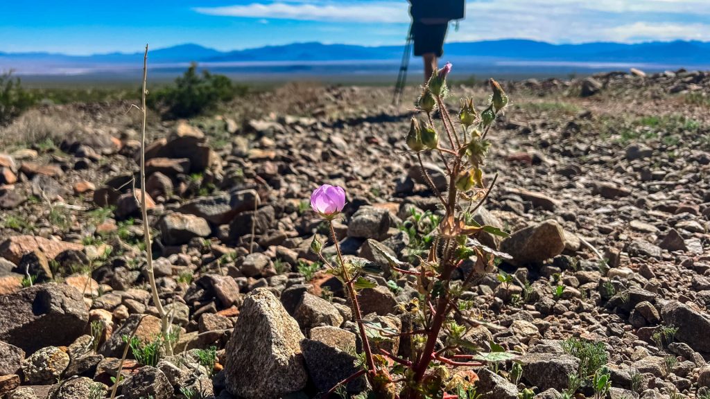 A pink wildflower on a rocky 4wd road.