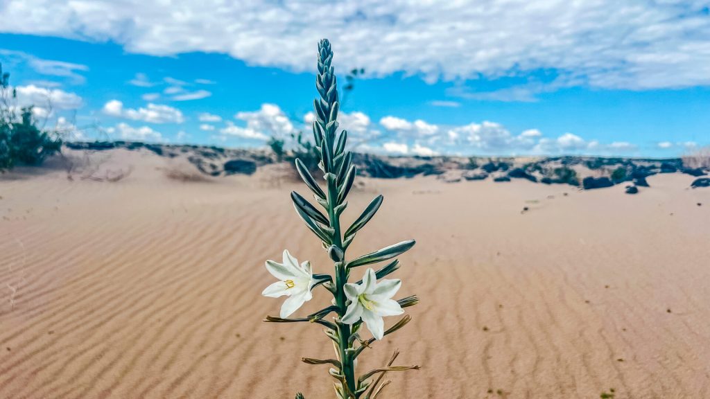 Desert Lily in a dry lake bed in the Mojave Desert.