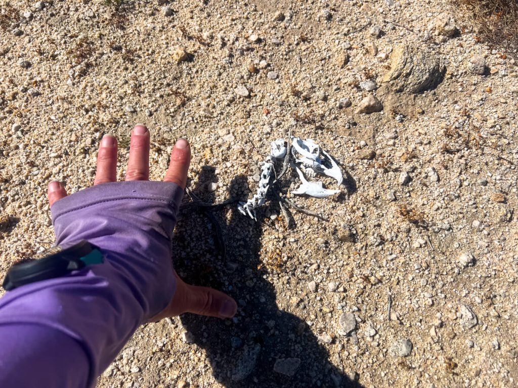 Some bones left in the desert with my hand for size reference.