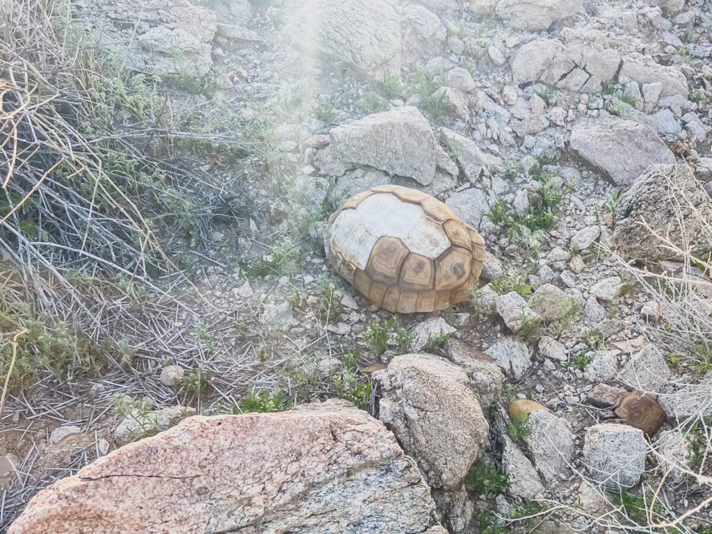 The remains of a long dead desert tortoise.  