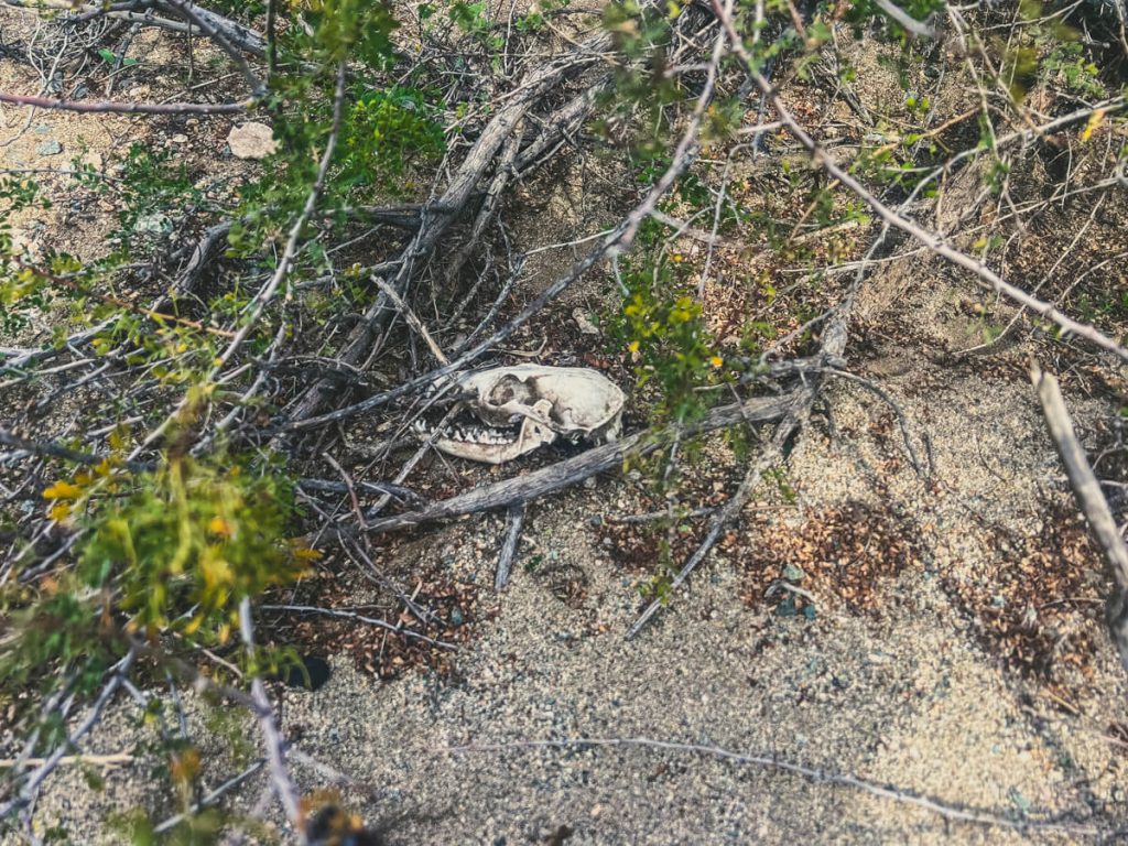 A skull nestled into a creosote bush.