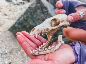 Fox skull.