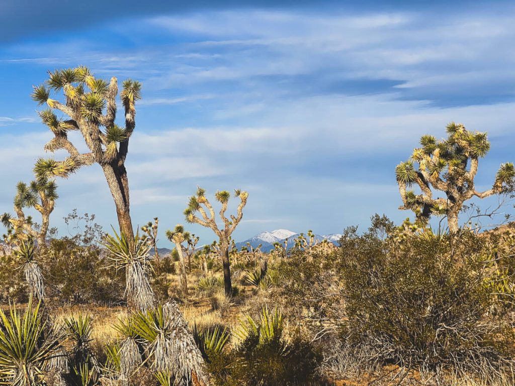 Joshua Tree National Park with San Gregorio in the background.