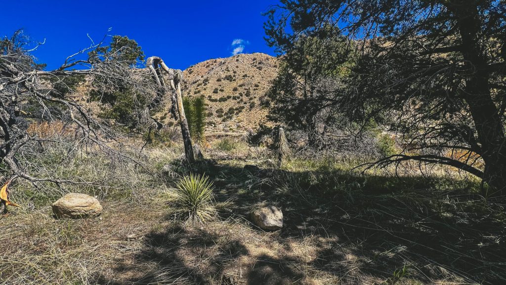 The mojave desert and our last campsite without snow.