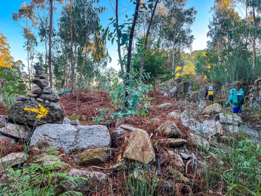 A Camino cairn with a yellow arrow in a eucalyptus forest. 