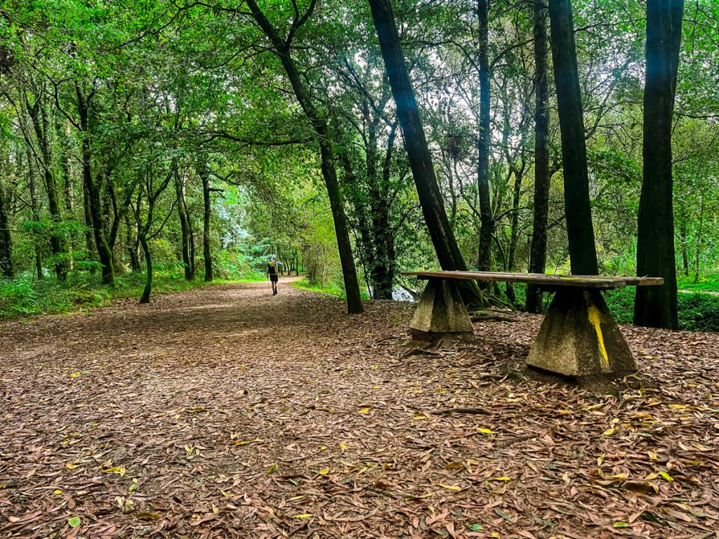Yellow arrow on the Portuguese Camino in the woods.