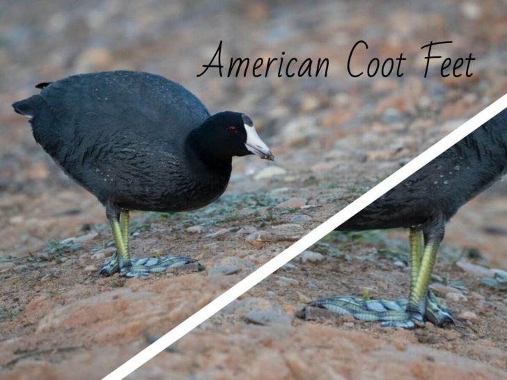 The American Coot Feet are a vibrant yellow, green color and unlike ducks, the American Coot has lobed feet!