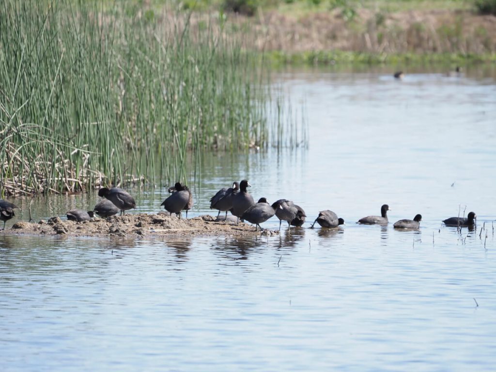 A flock of American Coots at the edge of a pond with some on shore and some swimming.