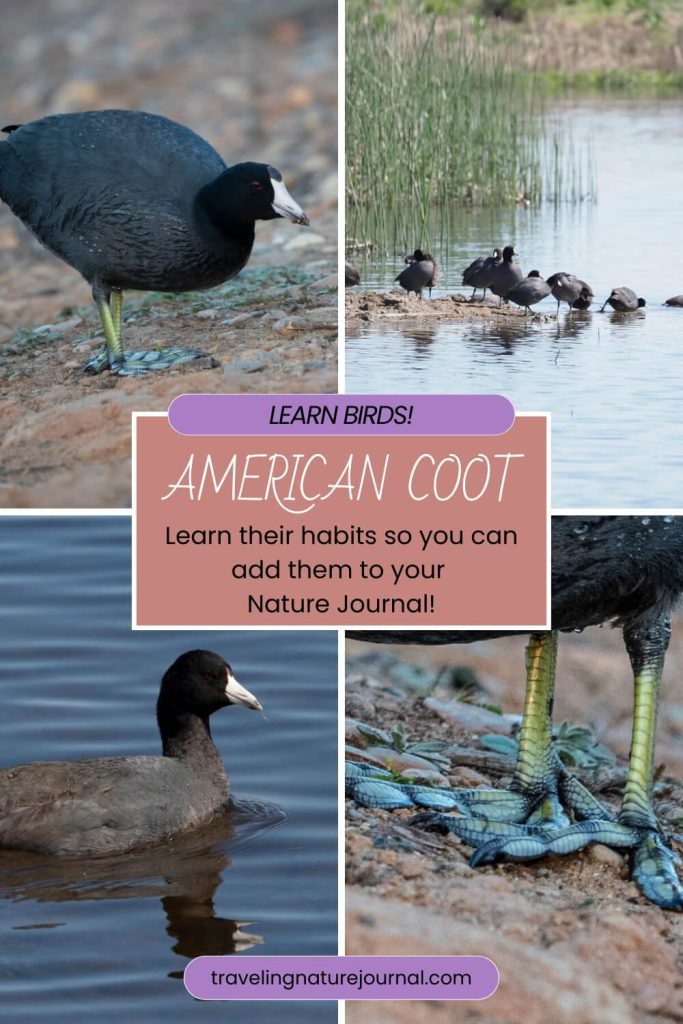 Four photos of the American Coot showing the bird standing, swimming, in a flock, and a close of the American Coot Feet.  Read the blog to learn more!