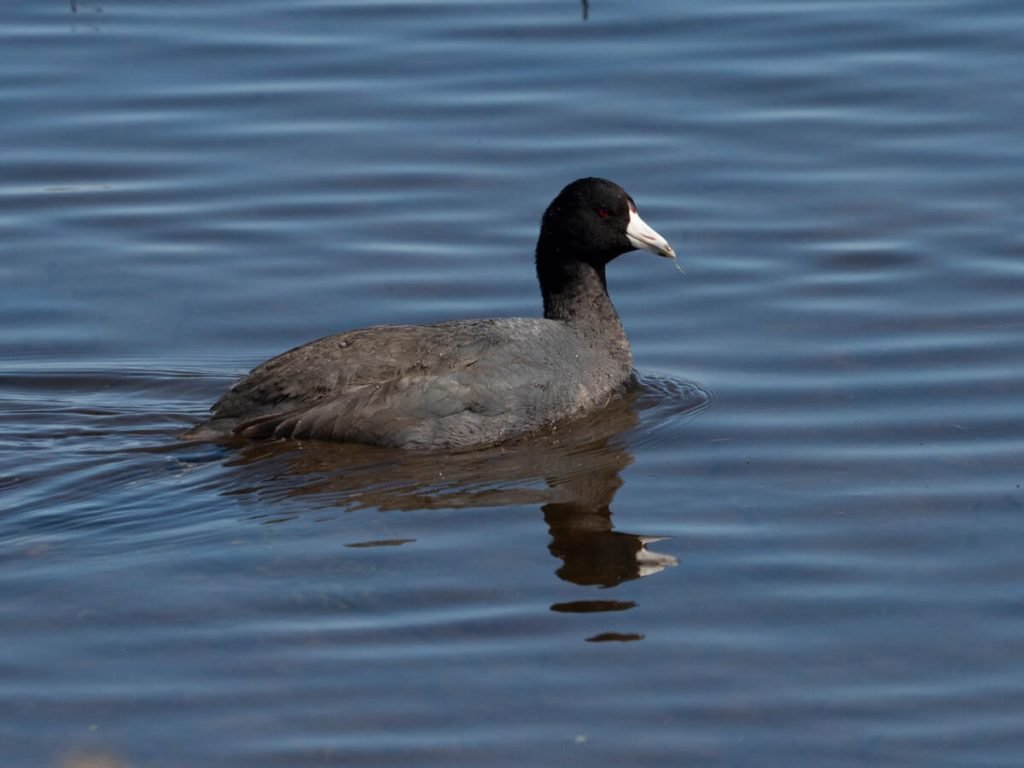 American Coot swimming in a pond in California.
