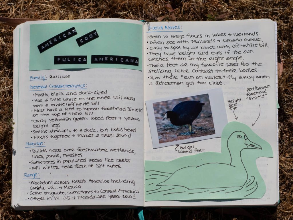 A Nature Journal two-page spread about the American Coot.  The nature journal contains a photo, sketch, and handwritten text.