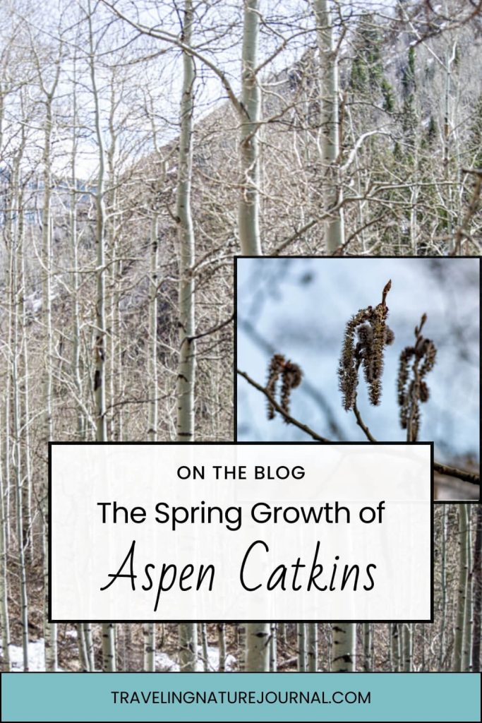 Learn all about aspen catkins in this blog post!