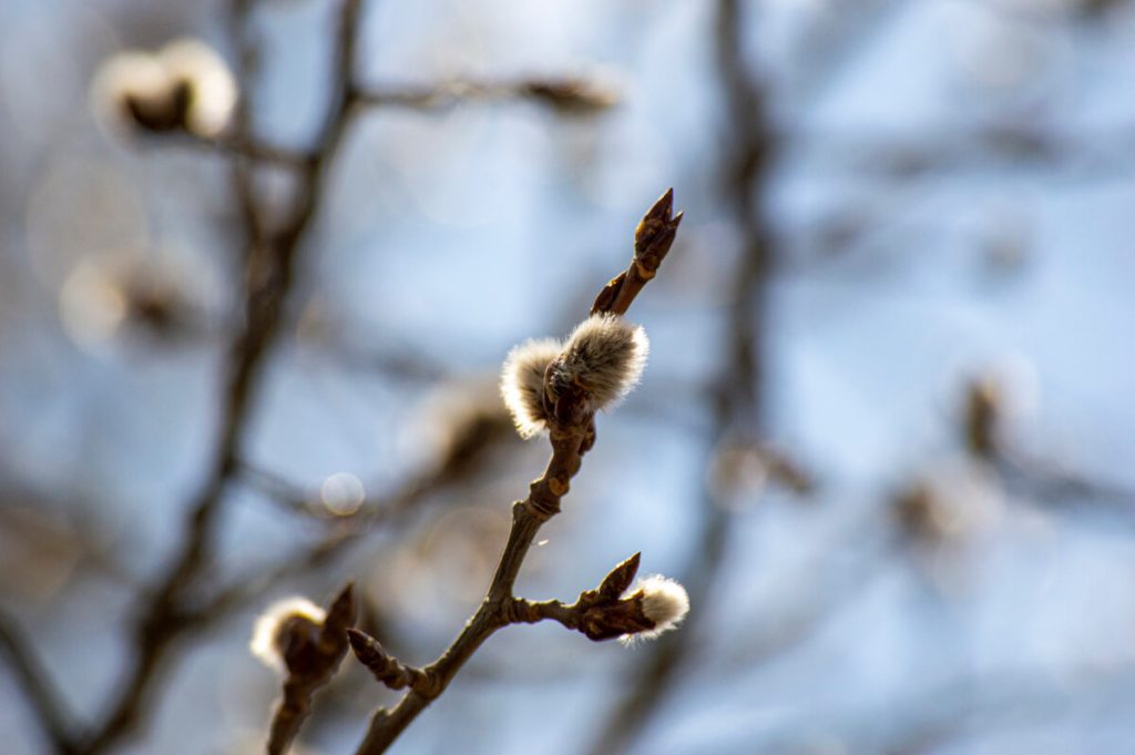 Aspen Catkin Growth Week 1 in Spring