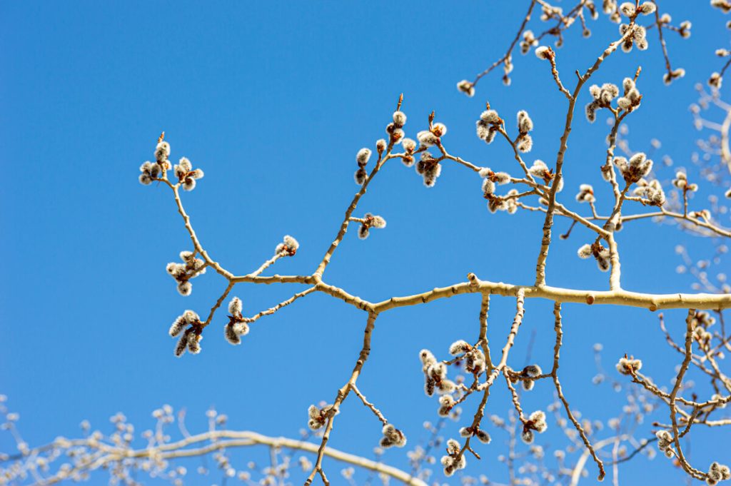 Aspen Catkin Growth Week 2 in Spring