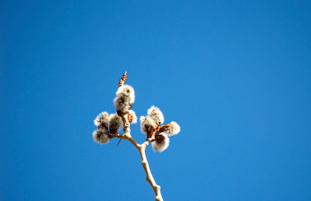 Aspen Catkin Growth Week 1 in Spring