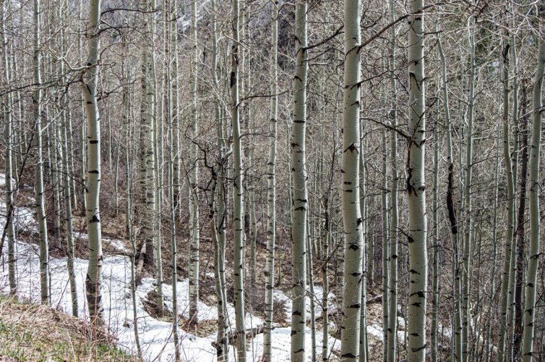 Aspen tree grove in the early spring with lingering snow and no leaves yet.