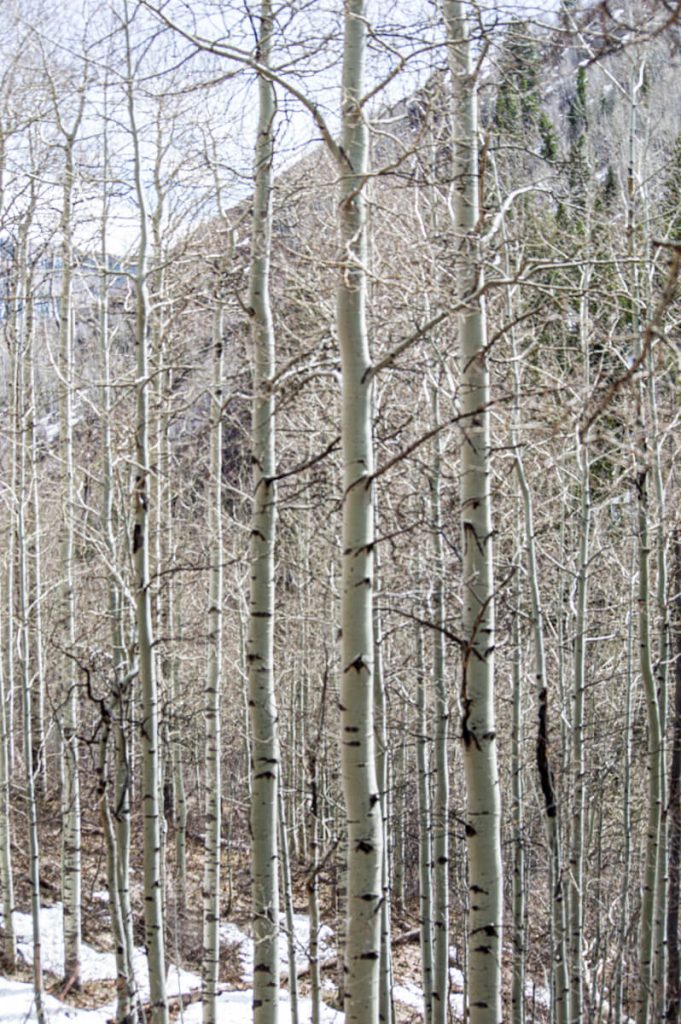 Aspen trees without leaves in the spring with a little snow leftover.