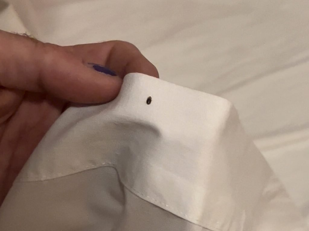 A bed bug on a white sheet.