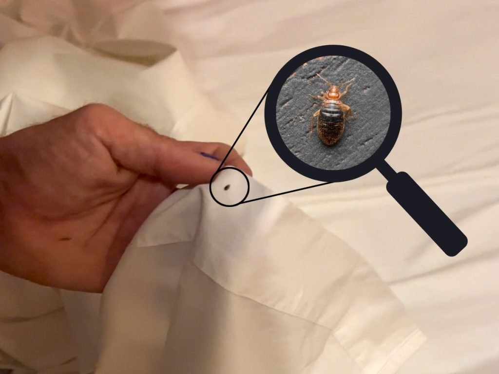 We found an adult bed bug on the sheets in the morning at a municipal albergue.  
