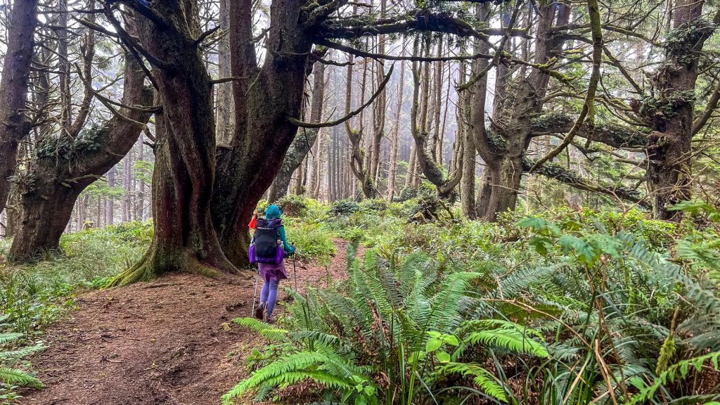 Veggie hiking in the Oregon Coast Trail forests.