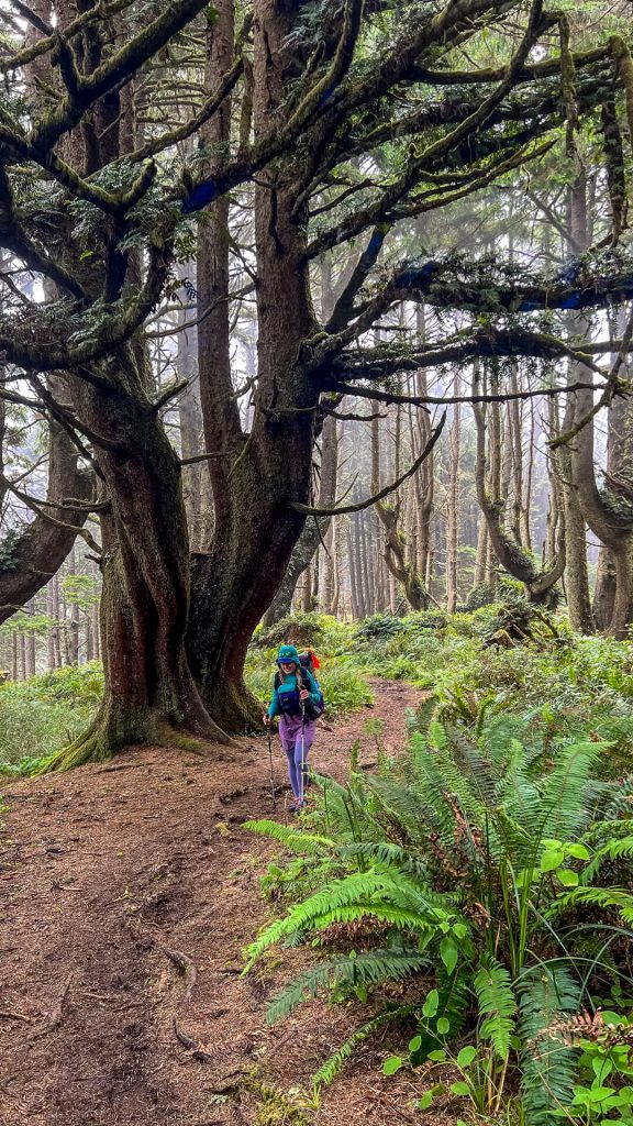 Veggie walking in a forested area of the Oregon Coast Trail.